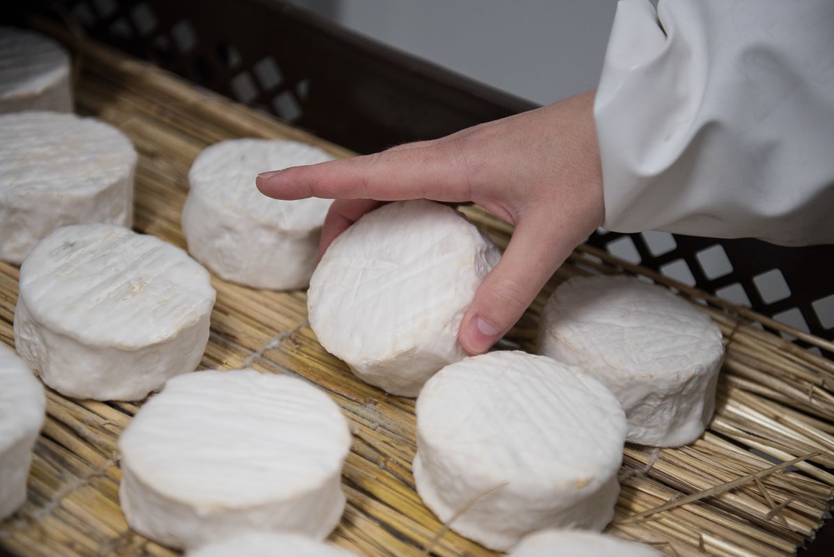 Retournement des fromages Saint-Ivy
