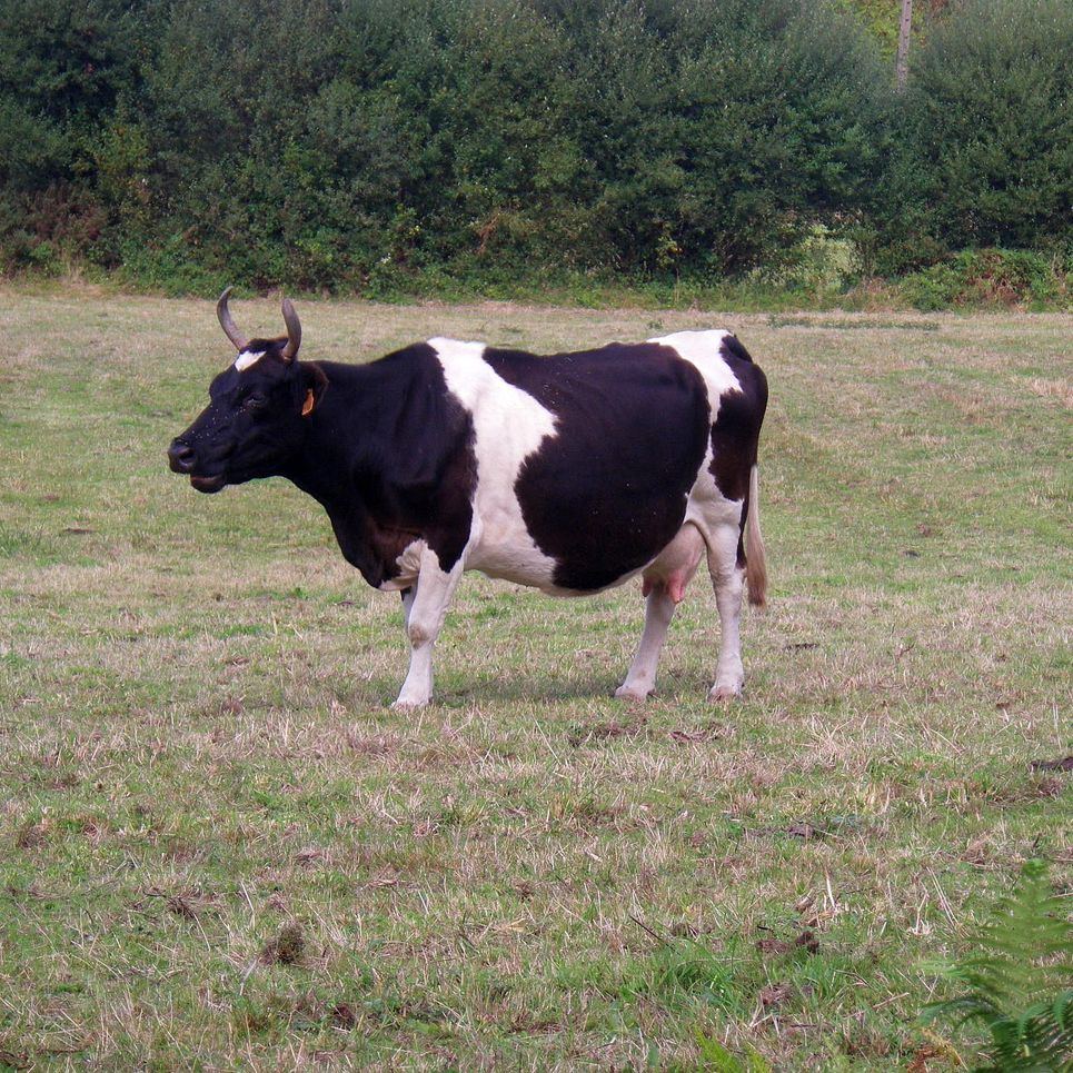 Bretonne Pie noir