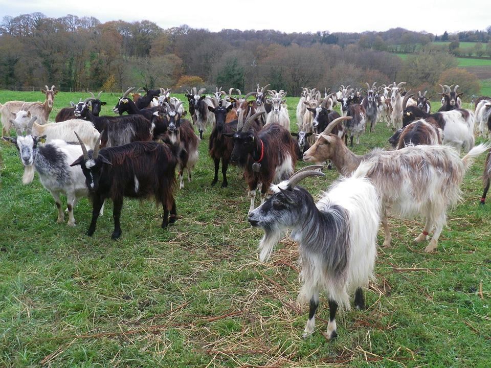 Chèvre des fossés