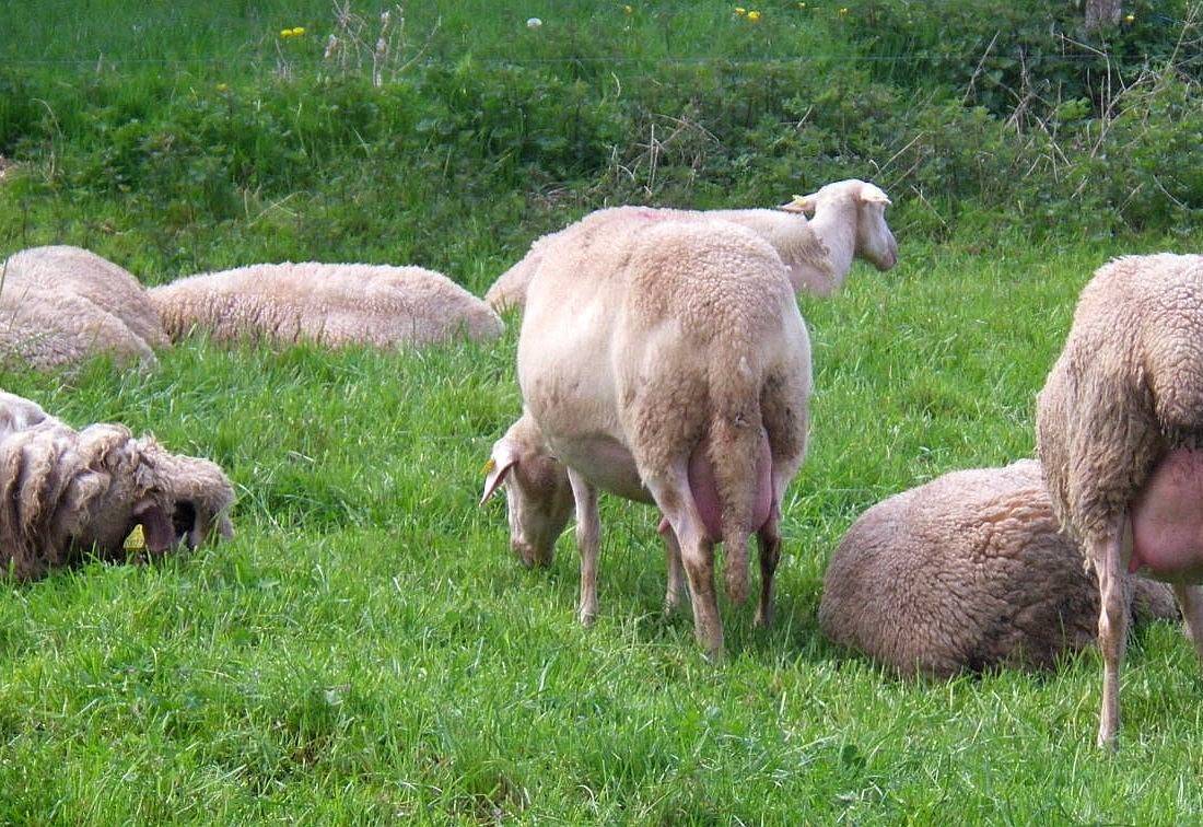 Brebis Lacaune