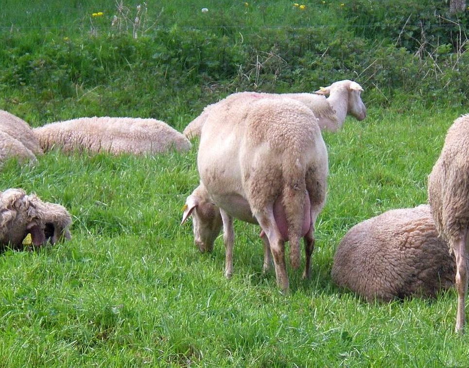 Brebis Lacaune