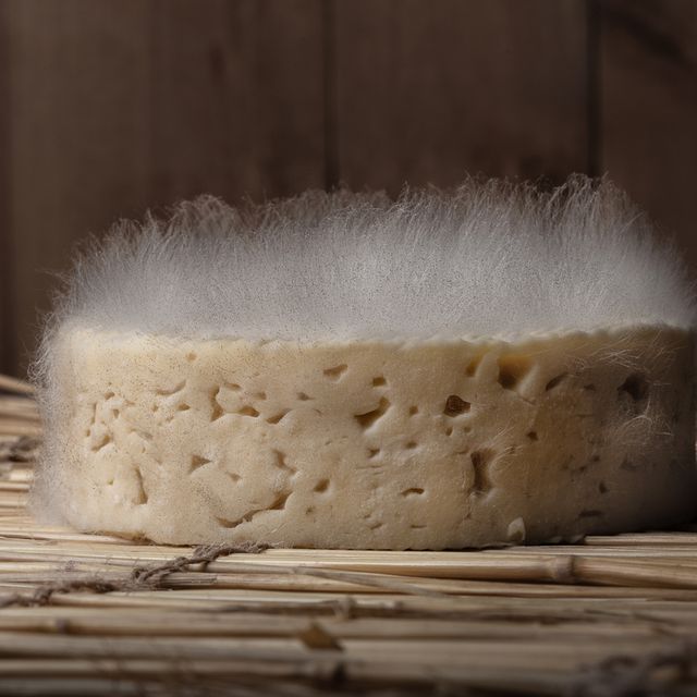 Mucor, poil de chat, sur un fromage Coeur de Bretagne