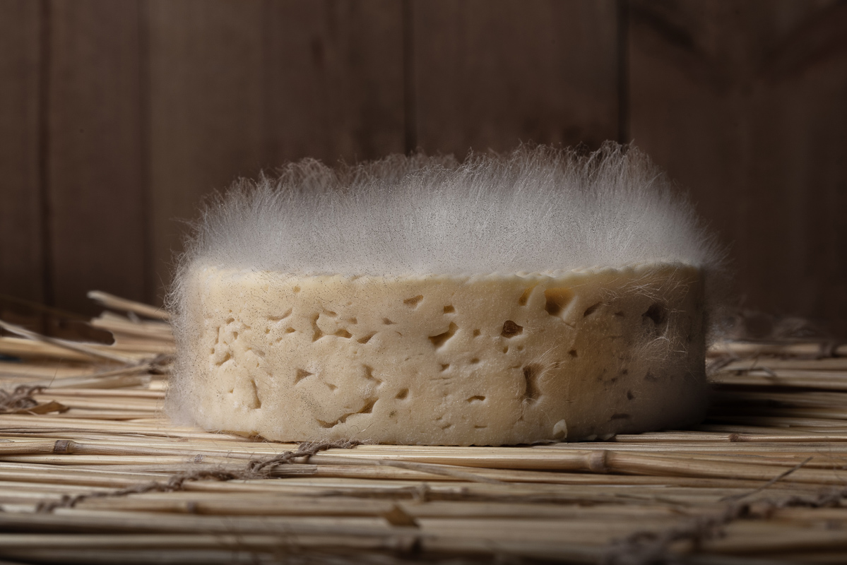Mucor, poil de chat, sur un fromage Coeur de Bretagne